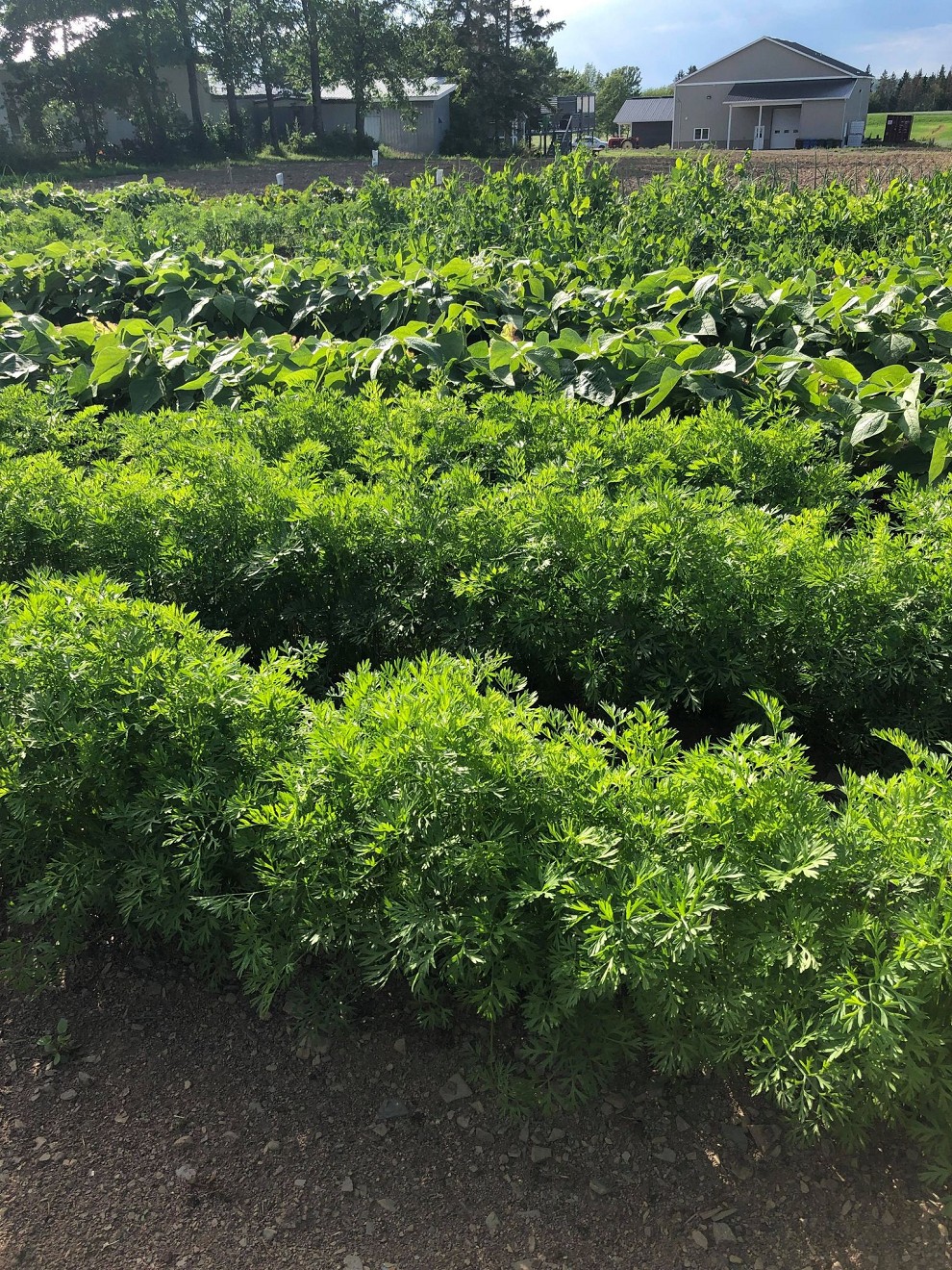 Jardin communautaire 1