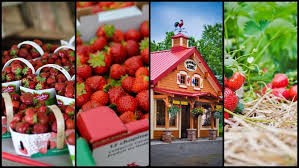 Fraisière Lebel (Auteur : Louise Gagnon)